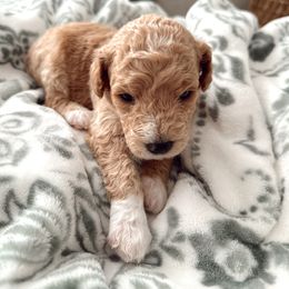 Goldendoodle Puppies from Dolly Doodle’s Doodles