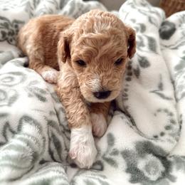 Goldendoodle Puppies from Dolly Doodle’s Doodles