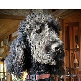 Luna - Poodle