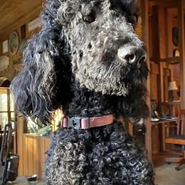 Luna - Poodle
