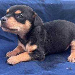 Johnny - Black and tan male Chihuahua puppy in Scranton, South Carolina from The Magnolia Pawlor, LLC
