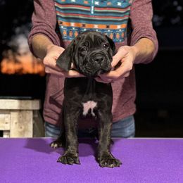 Yellow - Black brindle female Cane Corso puppy in Paris, Texas from Knucklehead Cane Corso