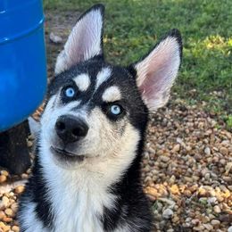 Blue - Black and white Siberian Husky puppy in Ocala, Florida from Huffman's Husky House