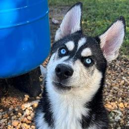 Blue - Black and white Siberian Husky puppy in Ocala, Florida from Huffman's Husky House