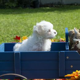 Maltese, Morkie, and Yorkshire Terrier Puppies from Cottonwood Maltese & Yorkies