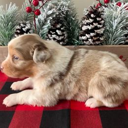Girl 2 - Red merle female Australian Shepherd puppy in Quebeck, Tennessee from KC Aussies TN
