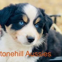 Miniature Australian Shepherds from Stonehill Aussies