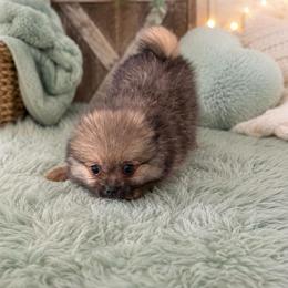 Maverick - Wolf sable male Pomeranian puppy in Effort, Pennsylvania from Pomeranian Puppies