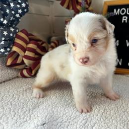 Ash - Red merle female Australian Shepherd puppy in Murrayville, Georgia from Mountain Ridge Aussies