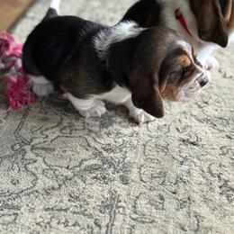 Charlotte - Brown black and white female Basset Hound puppy in Guys Mills, Pennsylvania from Hidden Heart Basset Hounds