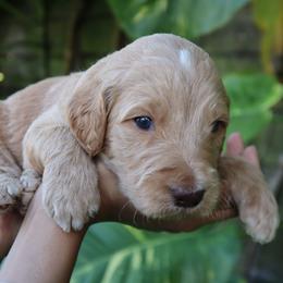 Orion - Cream male Goldendoodle puppy in Palmetto Bay, Florida from SOMIDOODLES