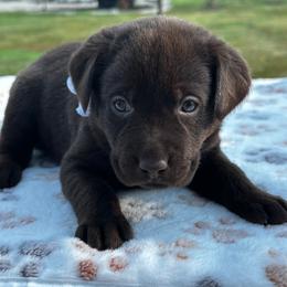 White collar - Chocolate female Dilute Retriever puppy in Douglass, Kansas from JP Kennels, LLC