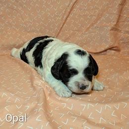 Opal - Black and white female Cockapoo puppy in Sunset, Louisiana from Cano Cockapoos