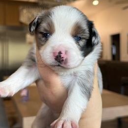 Quilt - Blue merle female Miniature American Shepherd puppy in Herriman, Utah from Painted Blue Aussies