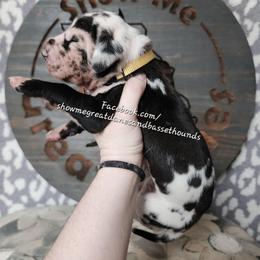 Yellow Collar - Harlequin female Great Dane puppy in Alton, Illinois from Show Me Great Danes and Basset Hounds