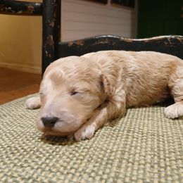 Boy 2 - Apricot male Goldendoodle puppy in Texas from Doodles Divine