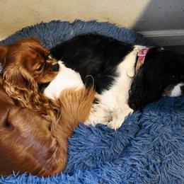 Cavalier King Charles Spaniel puppies from Magnolia Hill Cavaliers and Doxies