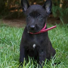Pink Collar Female - Black brindle female Dutch Shepherd puppy in Fayetteville, North Carolina from Iron Sight K9s