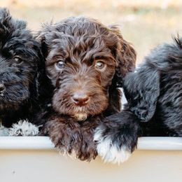 Double Doodle and Labradoodle Puppies from Delightfully Double Doodles