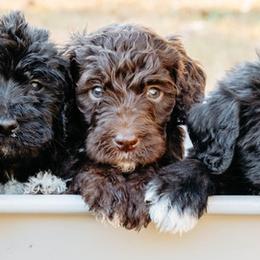 Double Doodle and Labradoodle Puppies from Delightfully Double Doodles