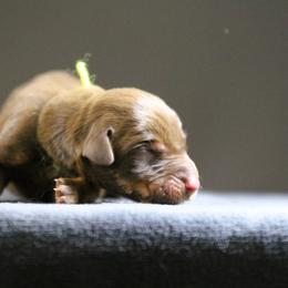 Rhaena - 5350 - Red and rust female Doberman Pinscher puppy in Rockwall, Texas from Elitehaus