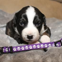 Valentine - Black tri female Miniature Australian Shepherd puppy in Kissee Mills, Missouri from Clinkenbeard Kennel