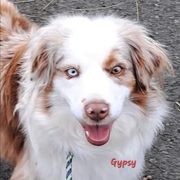 Gypsy - Miniature American Shepherd
