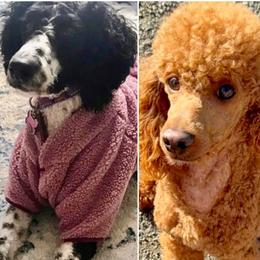 Aussiedoodle puppies from Daisys Doodles