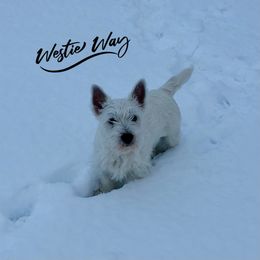 Shihpoo, Shih Tzu, and West Highland White Terrier Puppies from Westie Way & Polly Tzu Shih tzu and more