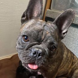 Bearded Collies and French Bulldogs from Fancy Lance