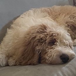 Goldendoodles from Darling Doodles