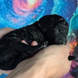 Boy 6 - male Poodle puppy in Coal City, Illinois from Pantheon Poodles