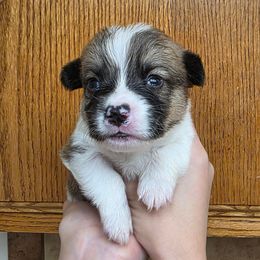 Boy 1 - Red male Pembroke Welsh Corgi puppy in San Diego, California from San Diego Corgis