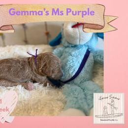 Girl 5 - female Poodle puppy in Ocean Springs, Mississippi from Forever Summer Standard Poodles