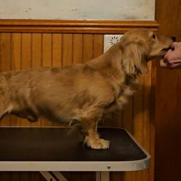 Luke - Dachshund