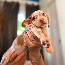 Dapple Fawn - Dapple female Dachshund puppy in Long Beach, California from CasadeWeens