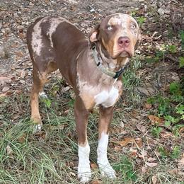 Adult Male - Red merle male Catahoula Leopard Dog puppy in Gadsden, Alabama from Rich Cat’s