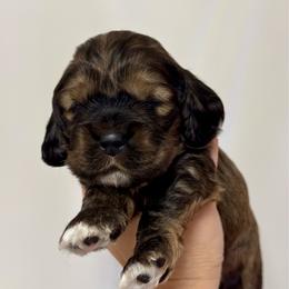 'Del'aware - Royal Blue - Brown white and tan male Cocker Spaniel puppy in Inman, South Carolina from Dees Cockers, LLC