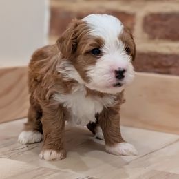 Bader - Red male Bernedoodle puppy in Reinholds, Pennsylvania from Mountain Top Bernedoodles