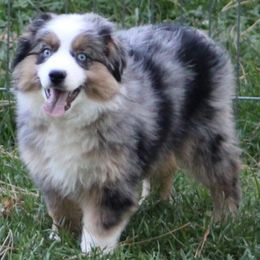 Australian Shepherds, Miniature Australian Shepherds, and Toy Australian Shepherds from LongMile Aussies