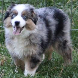 Australian Shepherds, Miniature Australian Shepherds, and Toy Australian Shepherds from LongMile Aussies