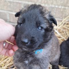 Blue Boy - Belgian Tervuren puppy from Katahdin Kennel Belgian Tervurens