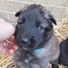 Blue Boy - Belgian Tervuren puppy from Katahdin Kennel Belgian Tervurens