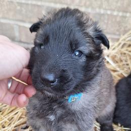 Blue Boy - Belgian Tervuren puppy from Katahdin Kennel Belgian Tervurens