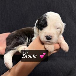 Bloom - Gray and white female Old English Sheepdog puppy in Bristol, Indiana from Ridgeruns OES
