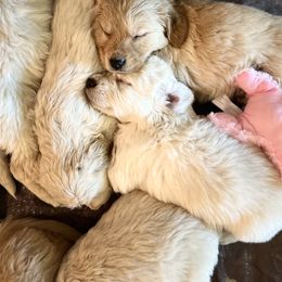 Golden Retriever Puppies from Sunshine Mountain Retrievers