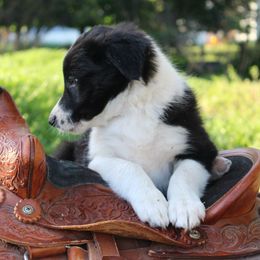 Woodford - Black and white male Border Collie puppy in Kalispell, Montana from Last Call Border Collies