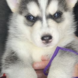Siberian Husky Puppies from Debra's Huskys