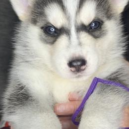 Siberian Husky Puppies from Debra's Huskys