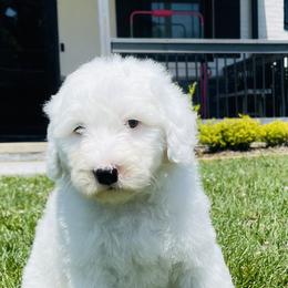 Angel - White female Sheepadoodle puppy in Eldersburg, Maryland from M&B Puppy Love